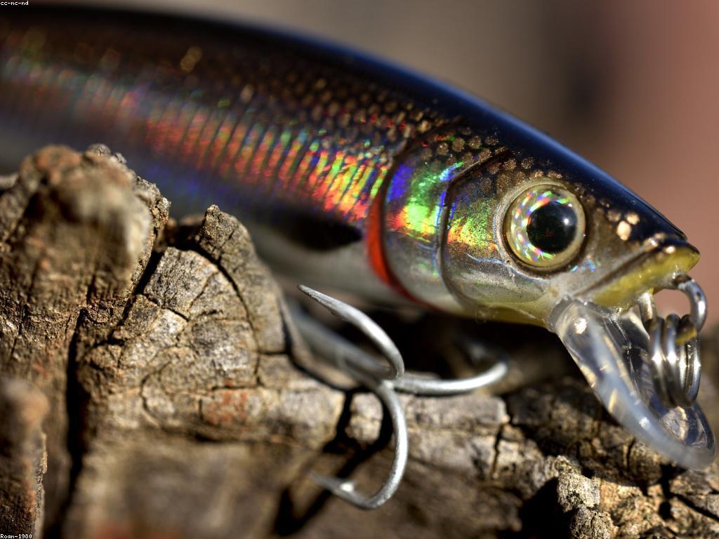 គន្លឹះបាញ់ត្រី: វិធីសាស្ត្របាញ់ត្រីល្អសម្រាប់អ្នកថ្មី