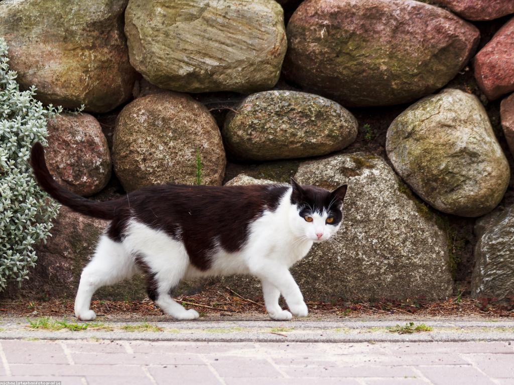 ការស្ទូឌីយោបាញ់ត្រី: ពិសោធន៍ថ្មីនៃការបាញ់ត្រី