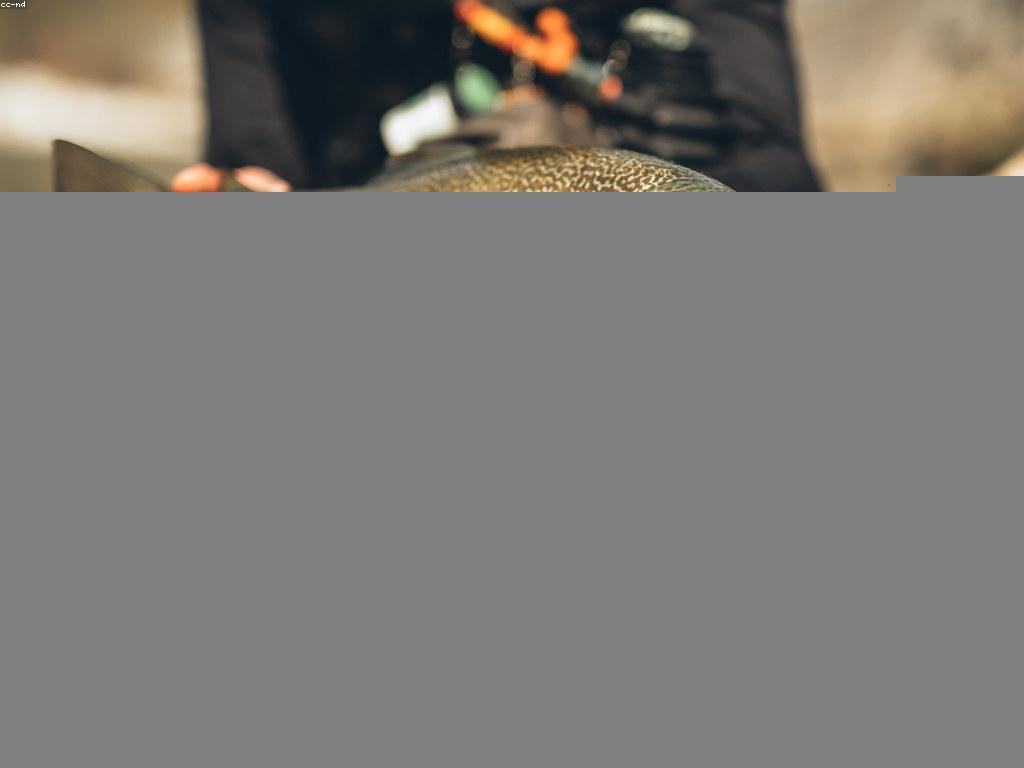 គន្លឹះសំរាប់ការបាញ់ត្រីត្រង់